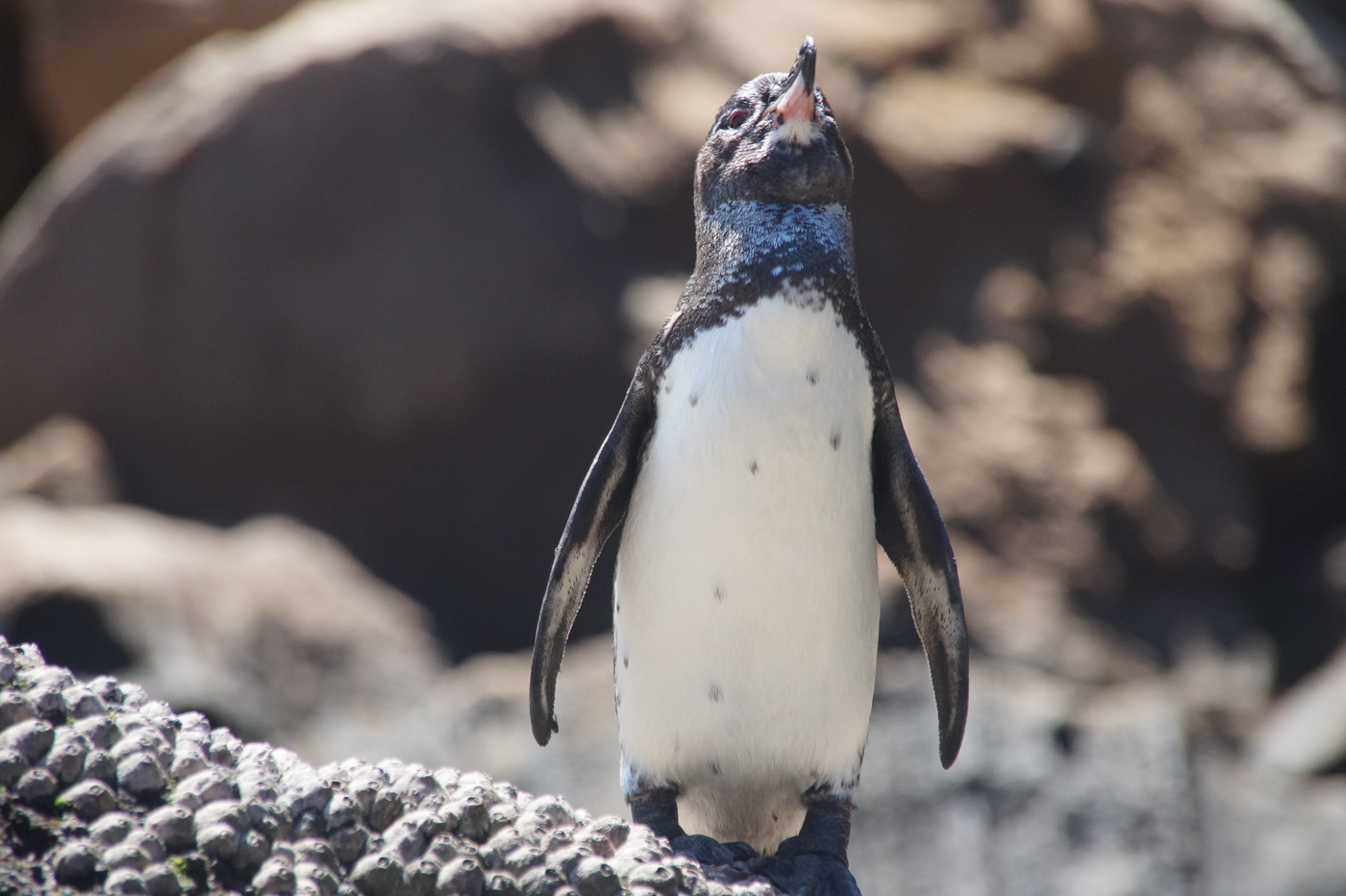 GAL_Penguin_SAB_free