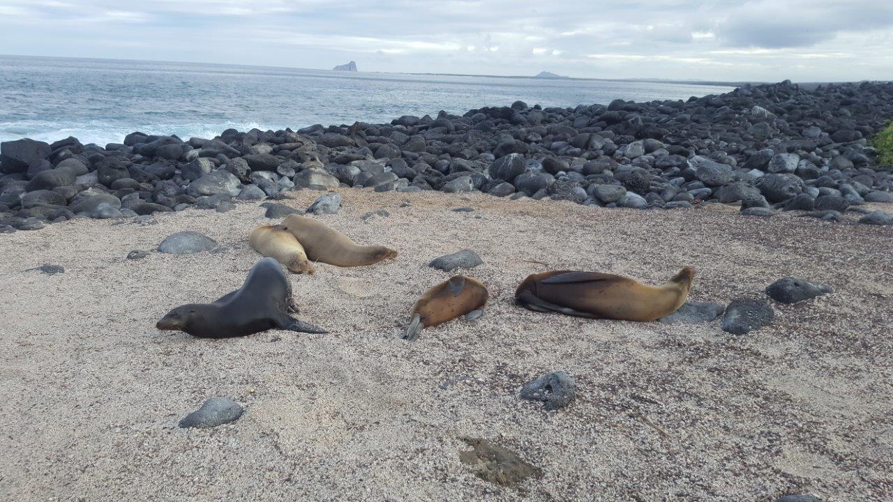 GAL_SeaLions_AC_free