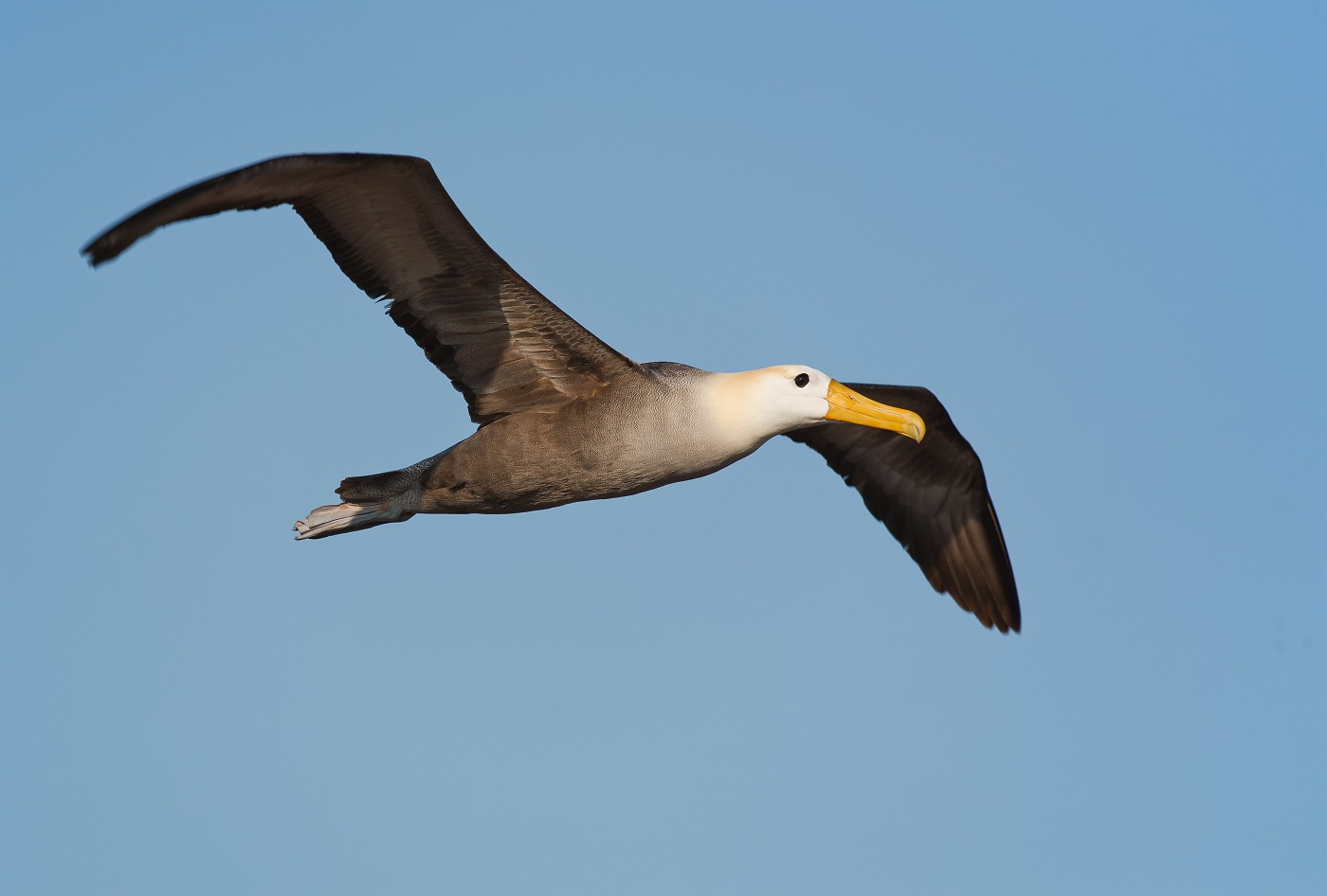 GAL_WavedAlbatross_Shutterstock_111340661