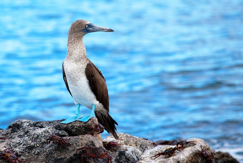 GalapagosIslands_Isabelaisland_ShutterStock (1) GalapagosIslands_Isabelaisland_ShutterStock (1)
