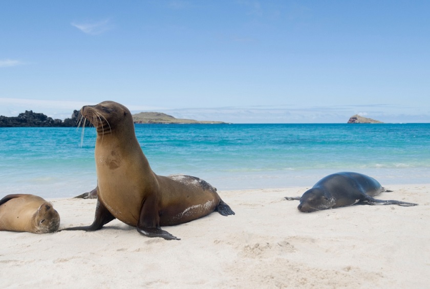 GalapagosIslands_SanCristobal_ShutterStock-3 (3) GalapagosIslands_SanCristobal_ShutterStock-3 (3)