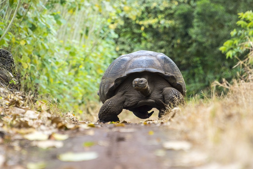 GalapagosIslands_SantaCruzIsland_ShutterStock-5 GalapagosIslands_SantaCruzIsland_ShutterStock-5