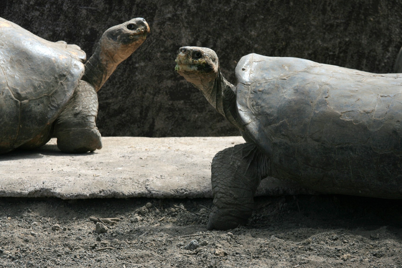 gps-ecuva001-giantturtles-free-tropic