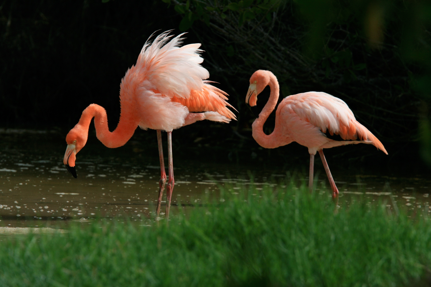 GPS-galapagos-isabella-free-tropic