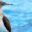 GPS_BlueFootedBoby_Shutterstock_112224716(1)