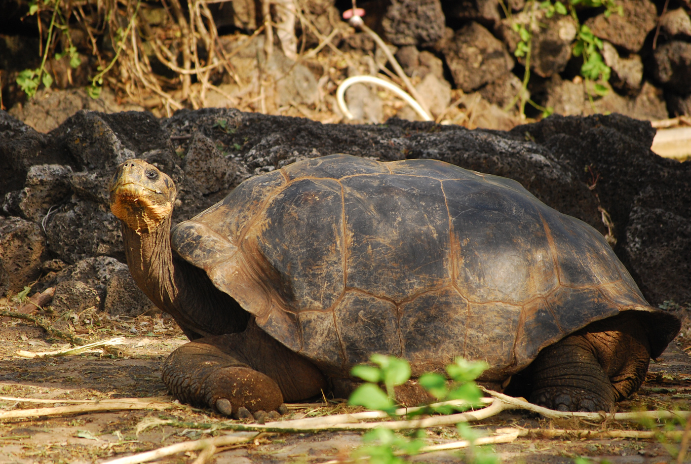 GPS_GiantTortoise_MN_free