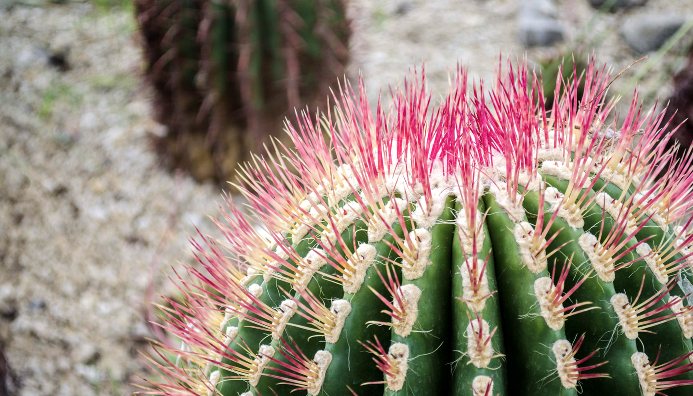 gardens-of-mexico-cactus-2 gardens-of-mexico-cactus-2