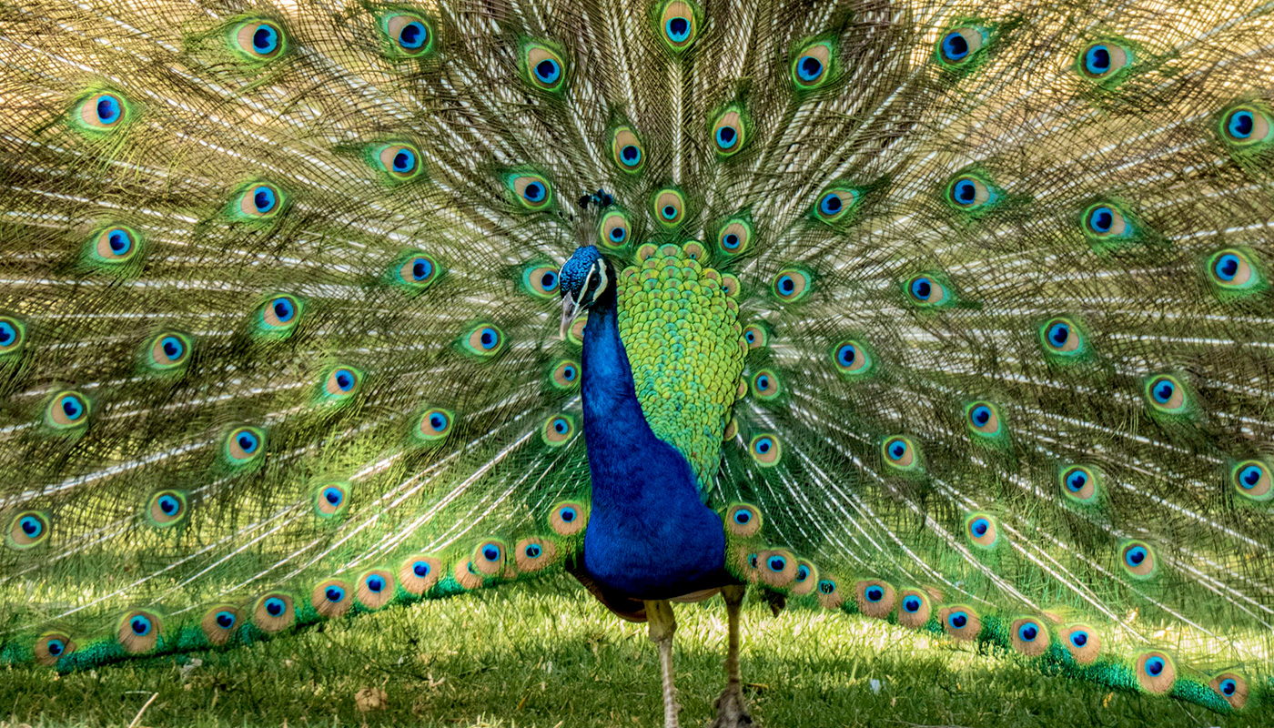 gardens-of-mexico-dolores gardens-of-mexico-dolores