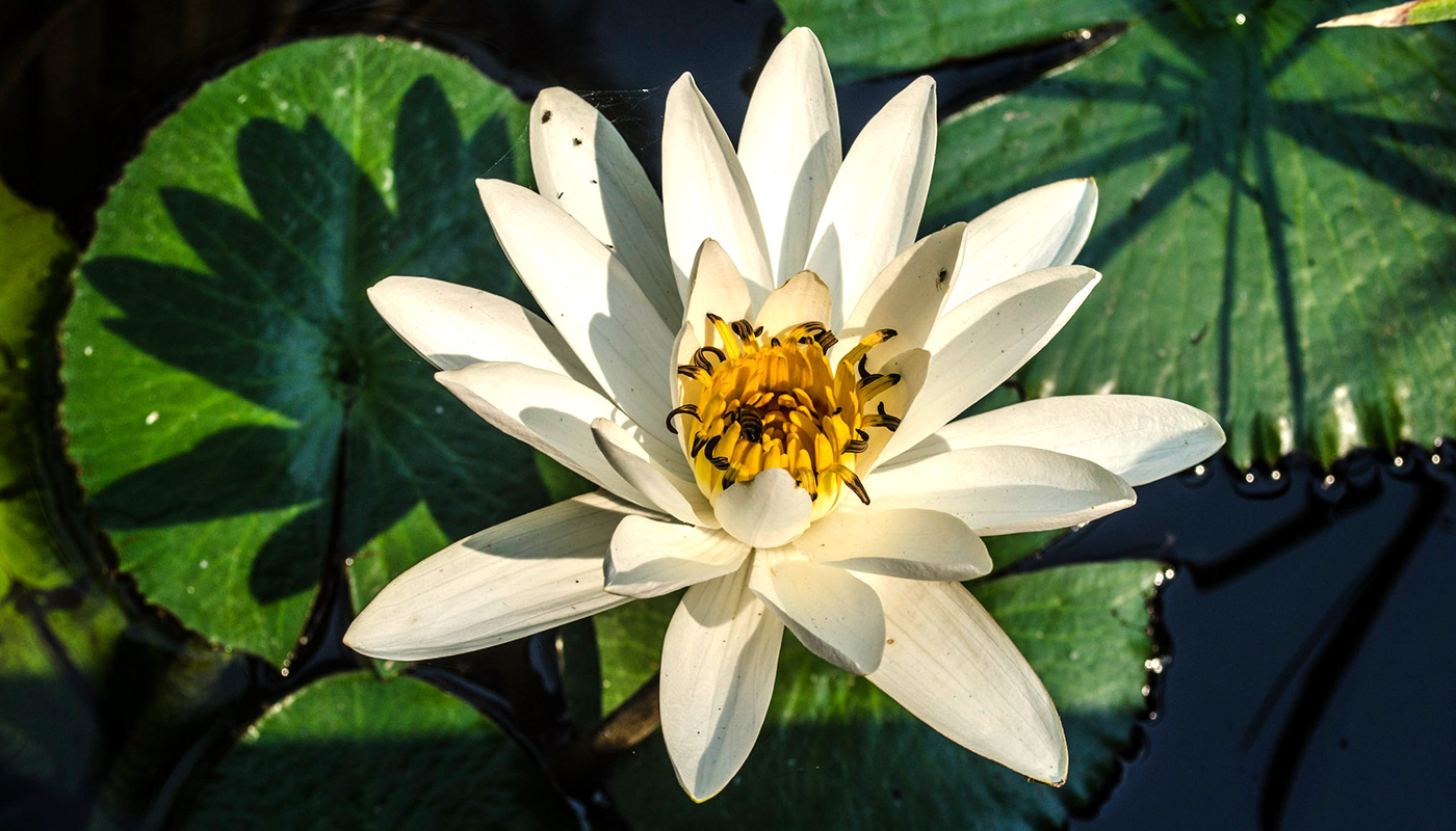 gardens-of-mexico-orchid gardens-of-mexico-orchid