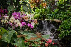 Mexico Chapultepec garden