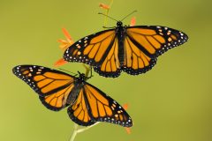 Mex_Monarch butterflies_istock_paid