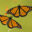 Mex_Monarch butterflies_istock_paid