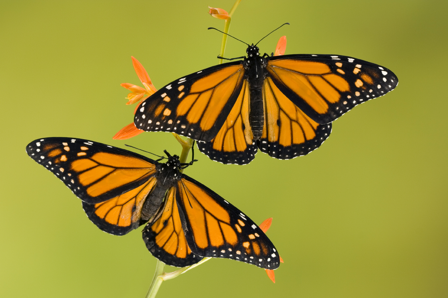Mex_Monarch butterflies_istock_paid