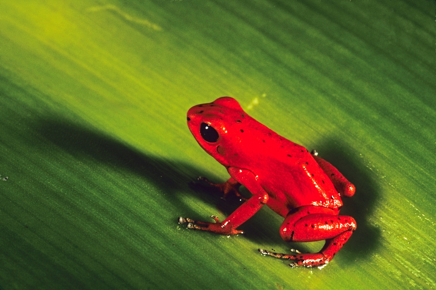 PAN_RedFrog_Ancon_Free PAN_RedFrog_Ancon_Free