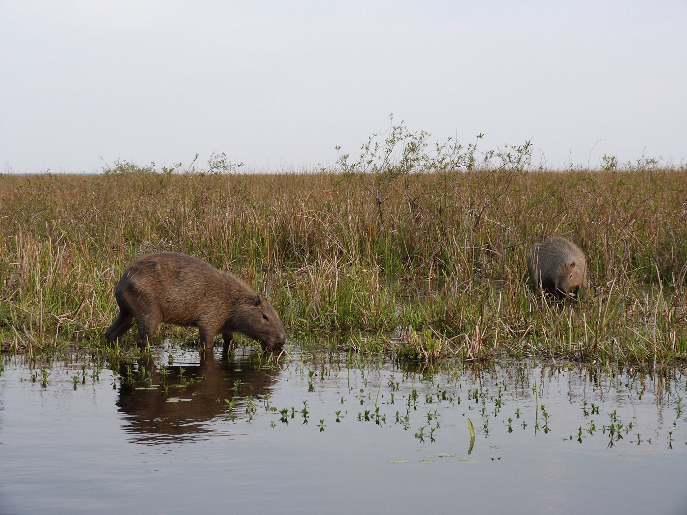 ParaguayPuertoValle-DavidNichols-101