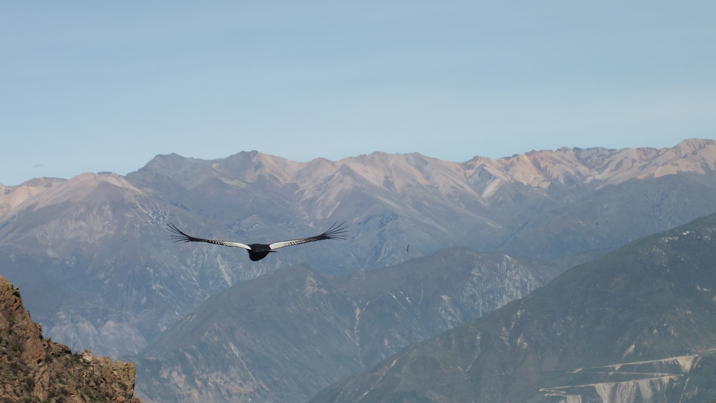 Condor Colca Canyon peru Condor Colca Canyon peru