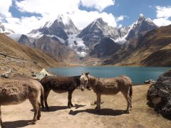 Donkeys, Carhuacocha