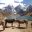 Donkeys, Carhuacocha