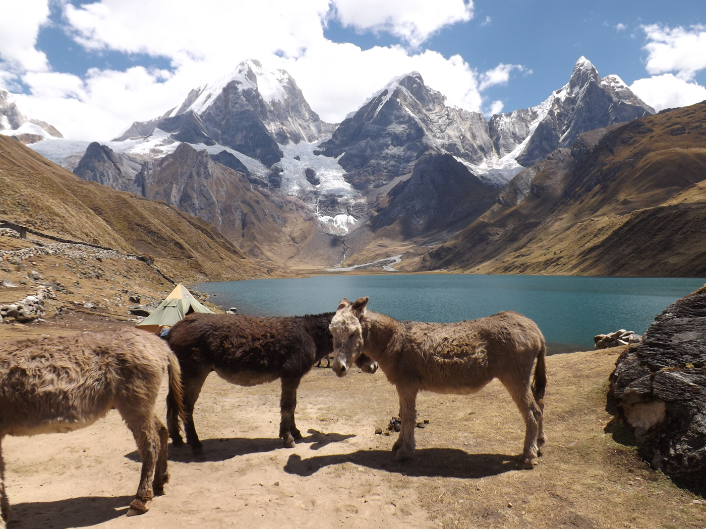Donkeys, Carhuacocha