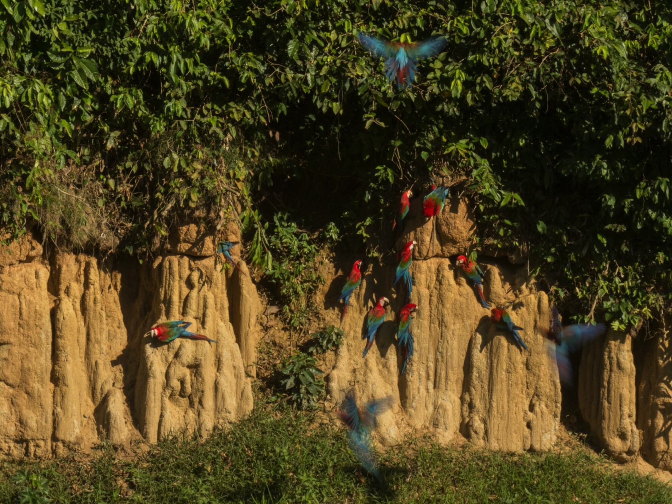 PER_claylick_crees_free