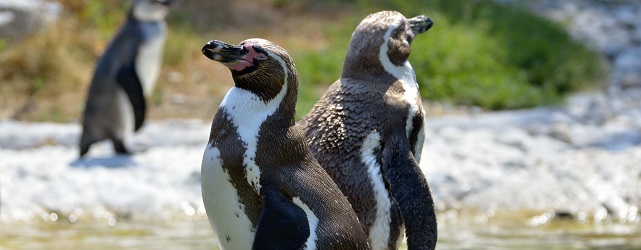 PER_Humboldtpenguin_shutterstock_176117789_freewithcredit