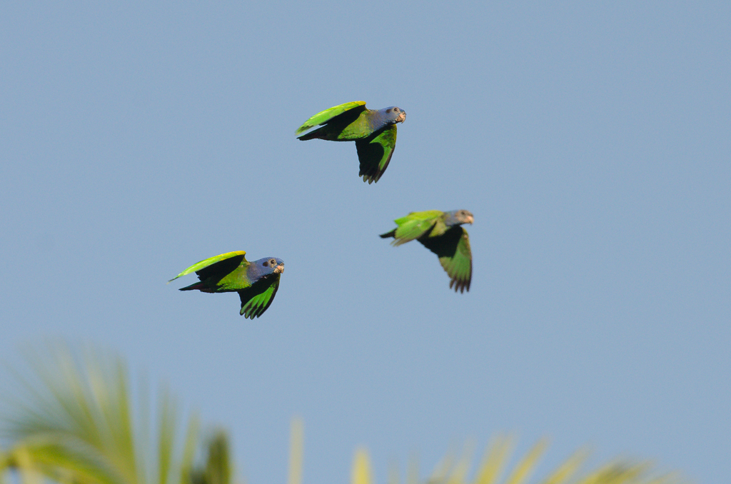 PER_Manu_Macaw_Crees_freewithcredit (1)