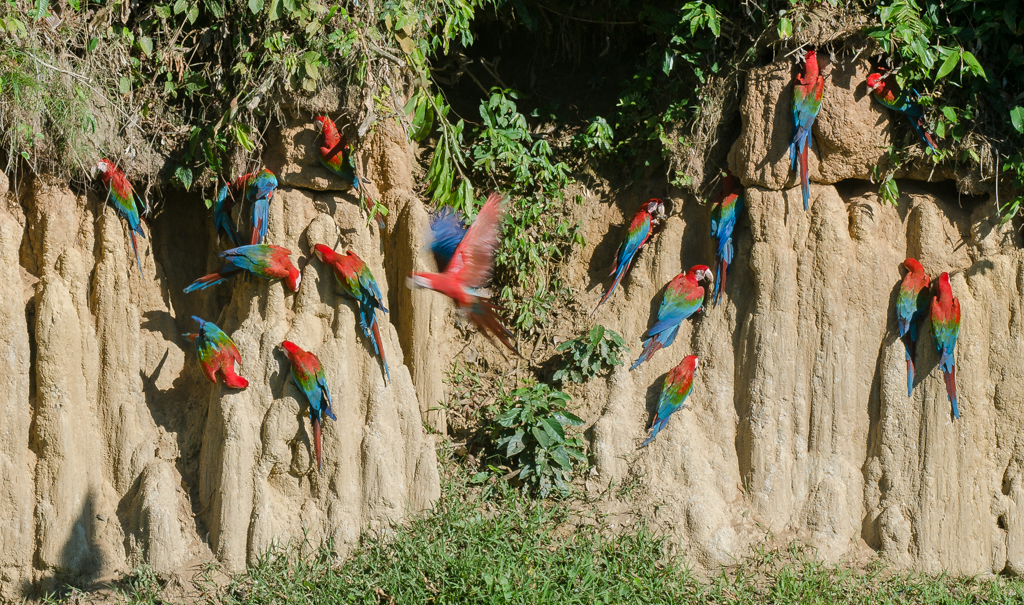 PER_Manu_Macaw_Crees_freewithcredit (4)