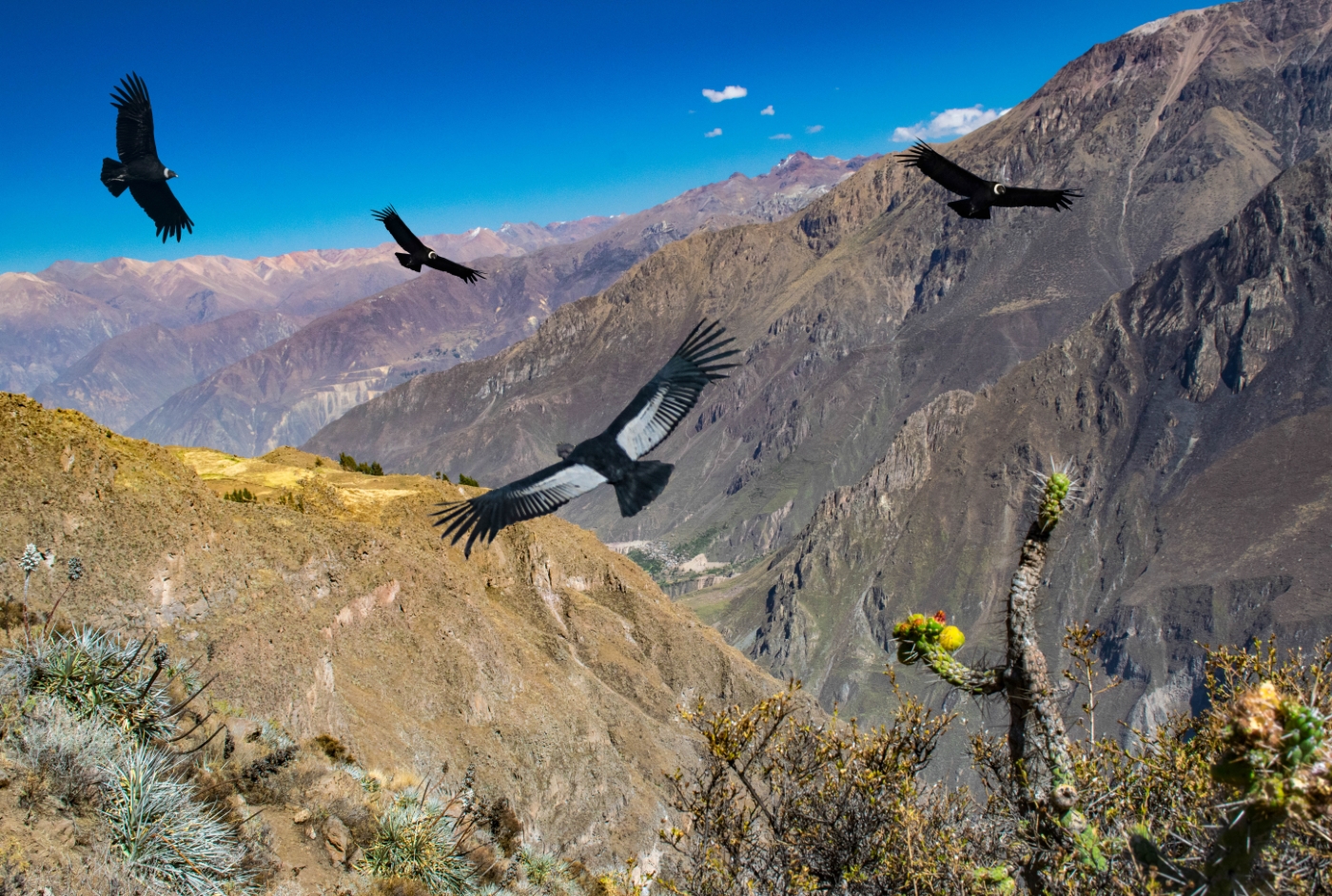 Peru_ArequipaColcaCanyon_Colca_CruzdelCondor_iStock