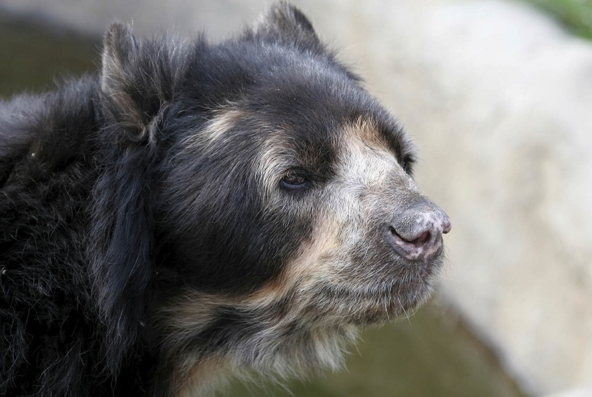 Peru_AyacuchoCentralAndes