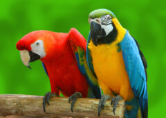 Macaws Parrot birds