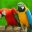 Macaws Parrot birds