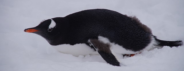 ANT_gentoo_SB_free ANT_gentoo_SB_free