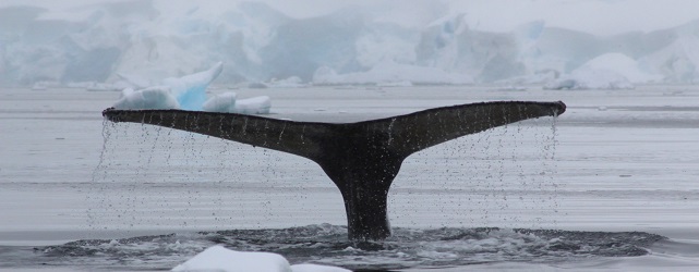 ANT_whale_Wilhelmina_SB_free ANT_whale_Wilhelmina_SB_free