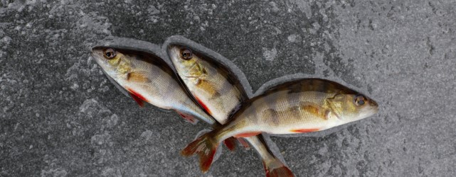 Raining fish honduras