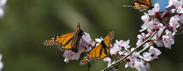 Migrating Monarch Butterflies