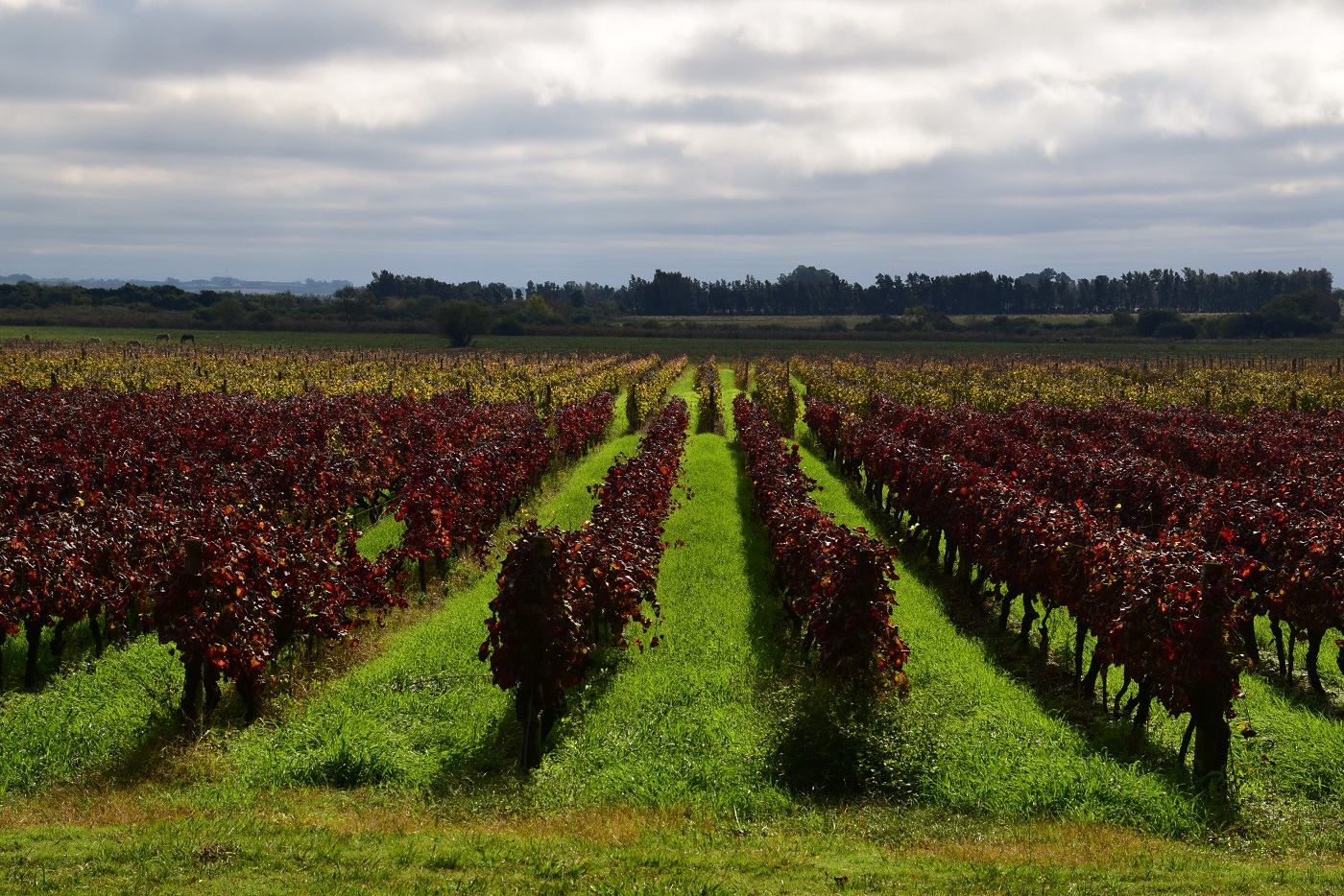 URU_BodegaCordano_MAN