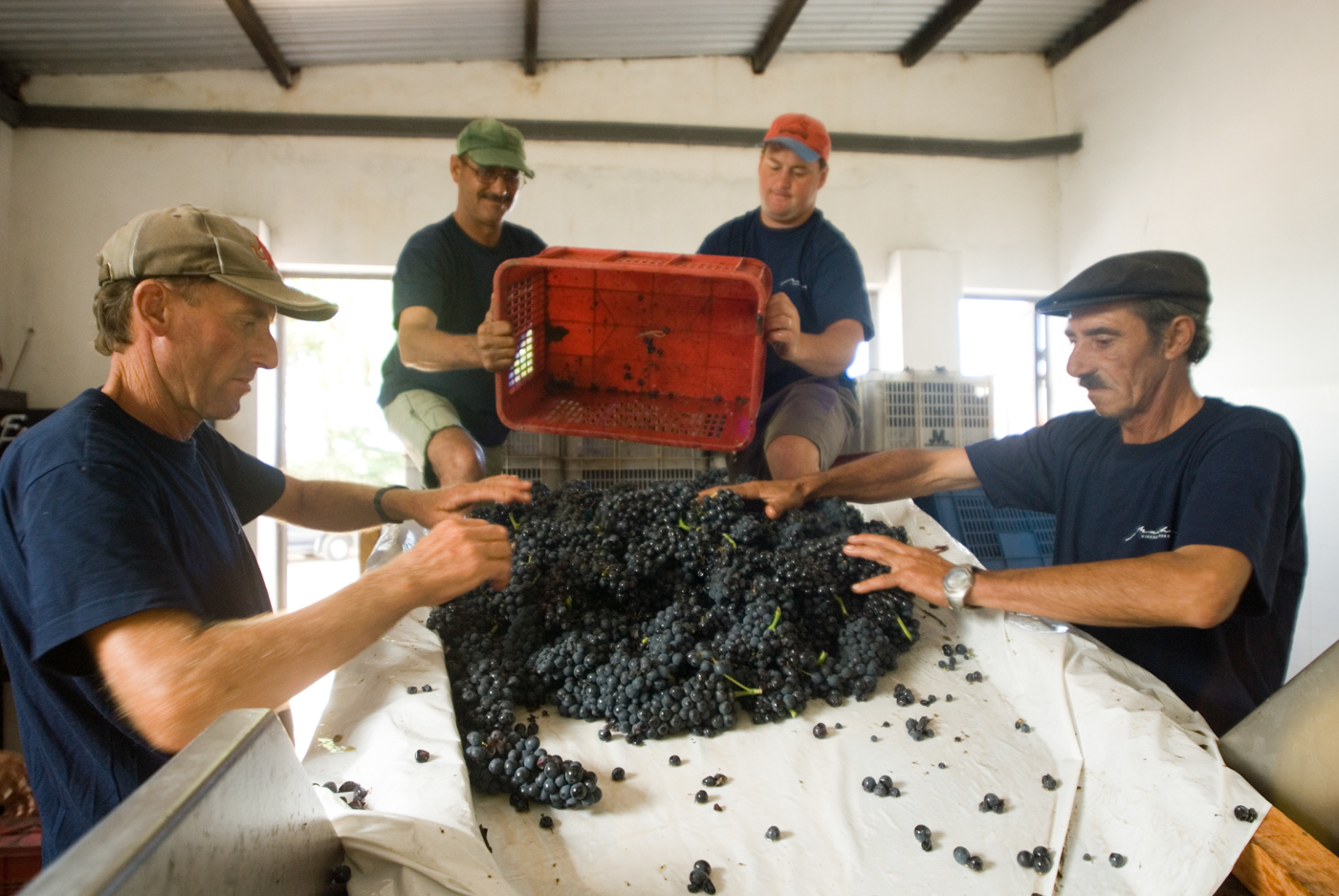 URU_Harvest_WinesOfUruguay_FreeWithCredit