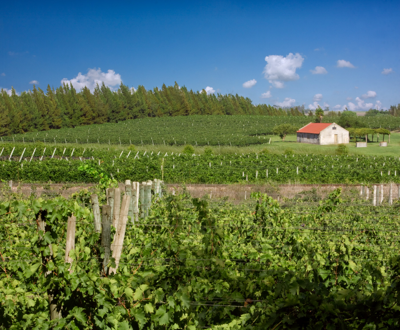 URU_JuanioVineyards_WinesOfUruguay_FreeWithCredit