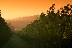 arg05-vineyard-free-istock