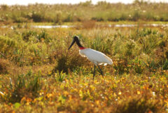 arg23-birdwatching-in-iberawetlands-free-fotoslanusse
