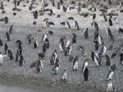 Magellanic Penguins, Argentina