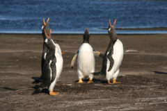 Gentoo Penguins, Argentina