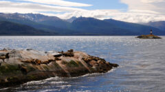 Seals at Ushuaia Lighthouse, Argentina