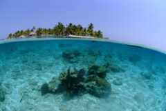 bel02-gosnorkelling-inn-at-free-robsgrove