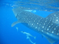 bel03-swimming-whalesharks-free-robsgrove