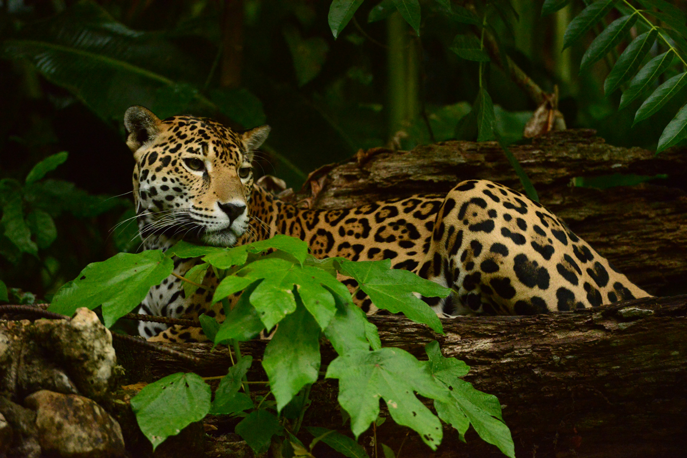 jaguar