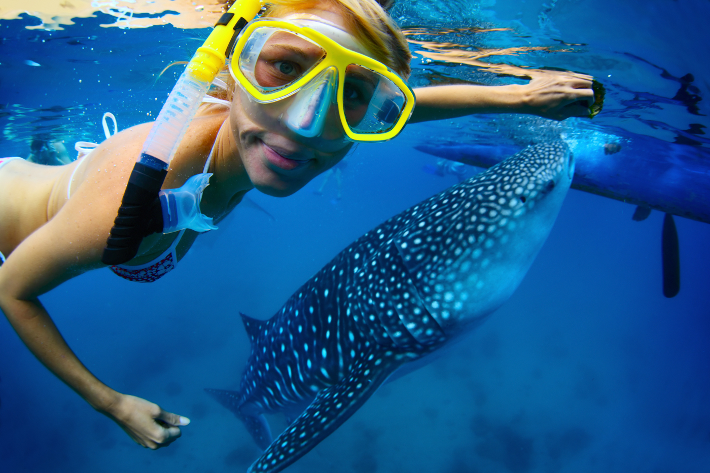 BEL_Swim_WhaleSharks_shutterstock_128010731_freewithcredit