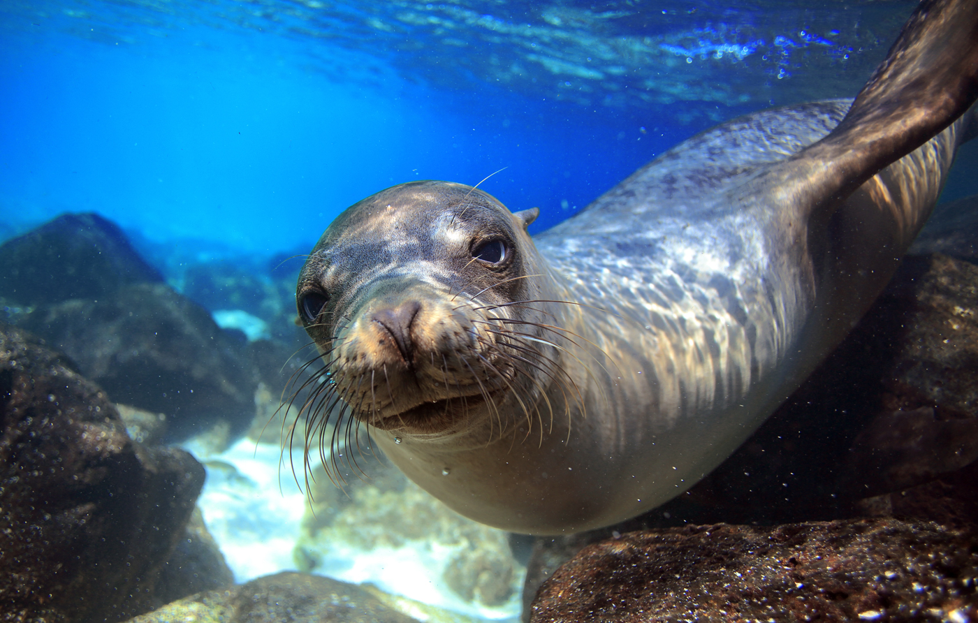 GPS_sealion_shutterstock147144572_freewithcredit
