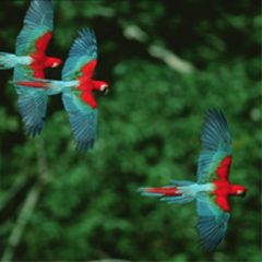 BRA10_Wildlife Watching in Parque Madidi_Crillion_FREE