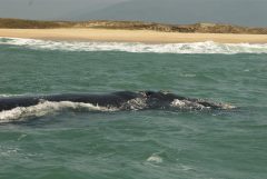 bra07-whalewatch-free-santur